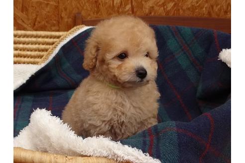 成約済の宮城県のトイプードル-134193の3枚目